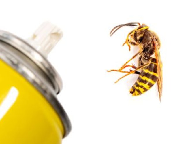 spray can near dead yellow jacket
