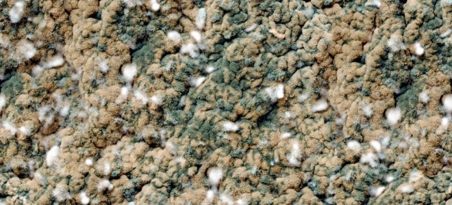 mold on carpet