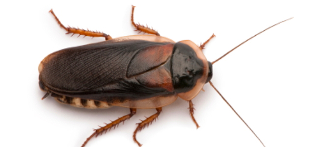Side View Of Dubia Cockroach Standing 93139 