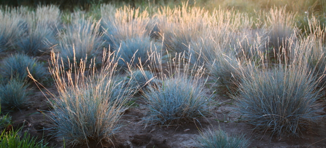Small clumping ornamental grass with soft silvery blue strands