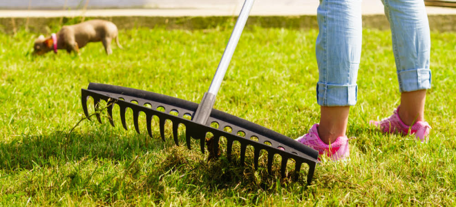 How to Dethatch Your Lawn in the Spring | DoItYourself.com