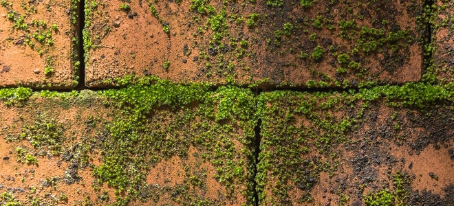 Roof Moss Removal Near Me In Seattle