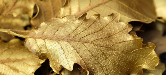 Lead Image