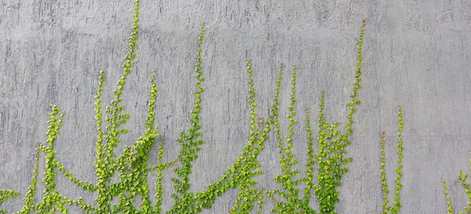 Vines growing up a concrete wall