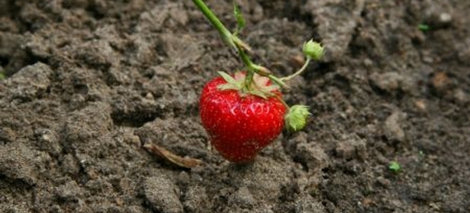 Strawberries Transplanting Tips Doityourself Strawberries Transplanting Tips Doityourself