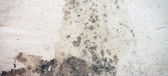 How to Remove Mold From Concrete Basement Walls ...