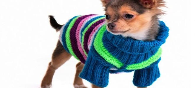 A little dog in a little sweater.