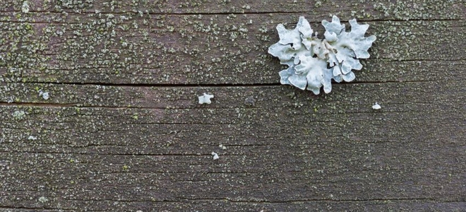 Wood Deck Mildew Removal | DoItYourself.com