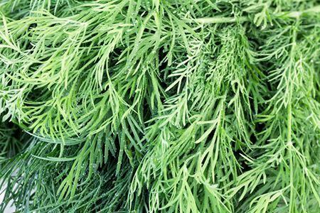 How to Harvest Dill Weed | DoItYourself.com