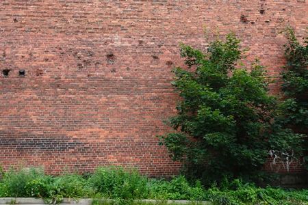 How to Deal With Overgrown Shrubs | DoItYourself.com