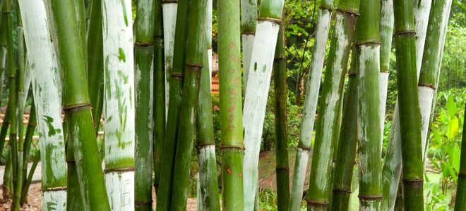 Live Bamboo Fencing | DoItYourself.com