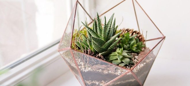 A glass terrarium with succulents inside. 