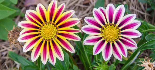 gazania flower - Online Discount Shop for Electronics, Apparel, Toys,  Books, Games, Computers, Shoes, Jewelry, Watches, Baby Products, Sports &  Outdoors, Office Products, Bed & Bath, Furniture, Tools, Hardware,  Automotive Parts, Accessories