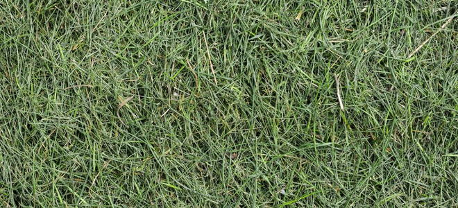 grass clippings in garden