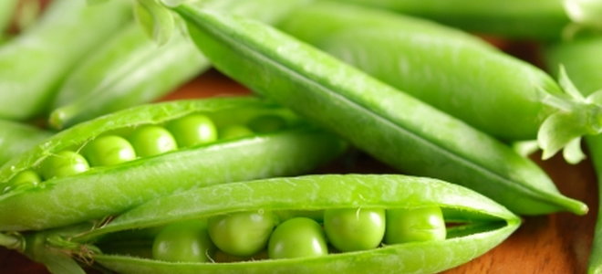 7 Tips for Growing Peas Indoors | DoItYourself.com