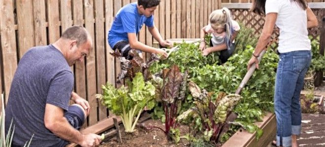 Several people working in a garden