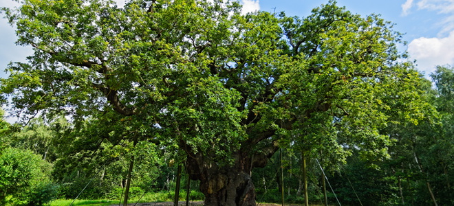 large oak tree