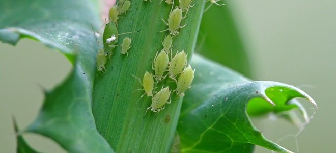 aphids on a plant