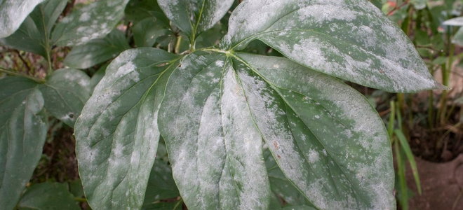 powdery mold on green plant leaves