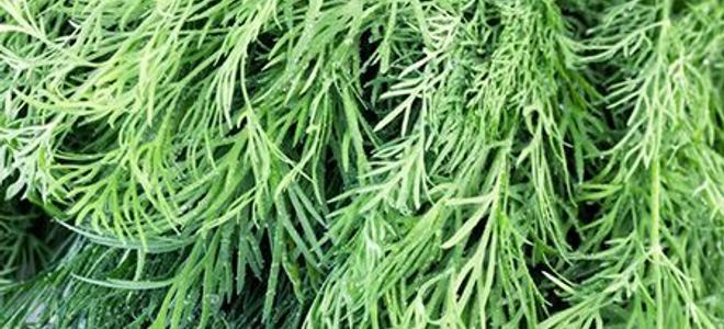 Close Up Fresh Dill
