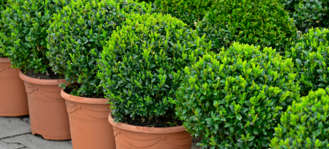 A row of boxwood bushes in terracotta pots. 