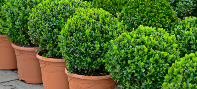 A row of boxwood bushes in terracotta pots. 