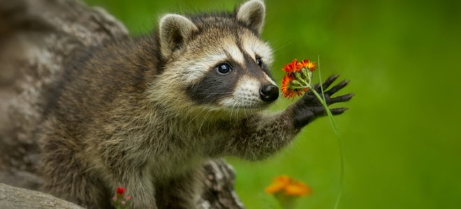 Choosing The Right Tattoo Artist For Raccoon Holding Flower Tattoo