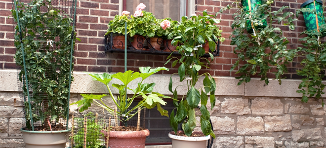 a courtyard with several plants in pots