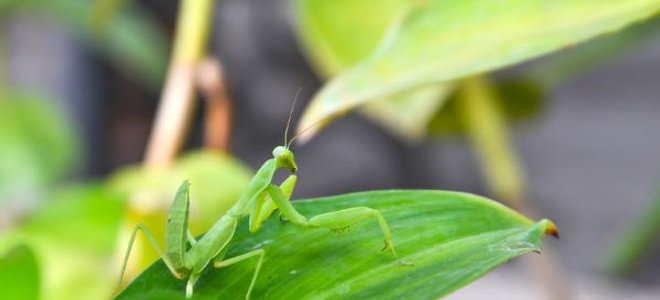 The Good Kind of Pests: What to Keep Indoors and Out | DoItYourself.com