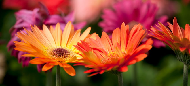 Transplanting a Gerbera Daisy | DoItYourself.com