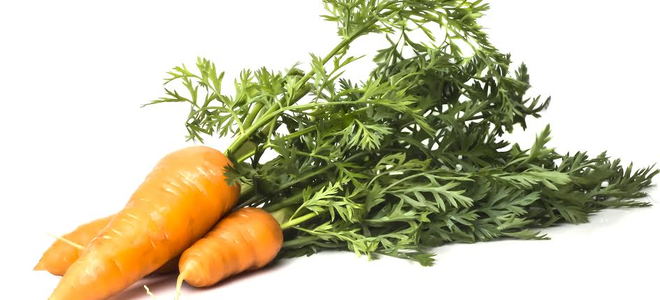 A bunch of carrots with leafy tops against a white background. 
