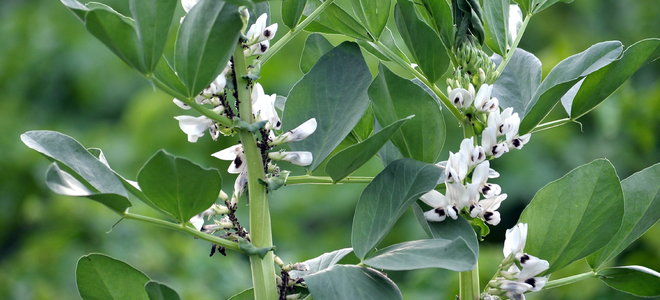 fava bean plant with blooms