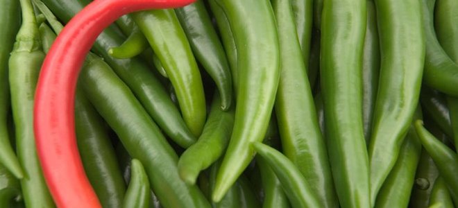 one red chili pepper in a pile of green ones
