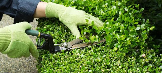pruning a hedge with manual trimmers