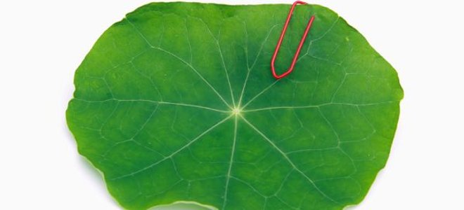 A lilypad with a paperclip.