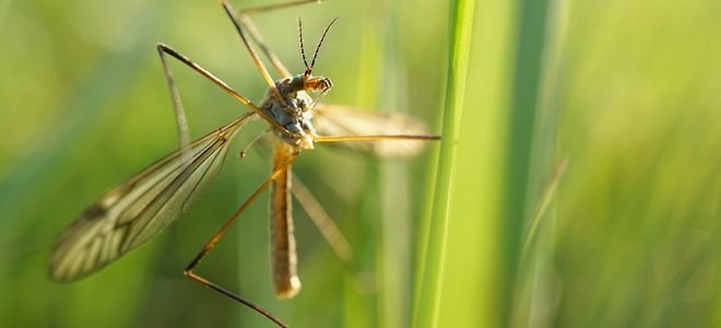 Crane Flies Tipple Bugs Beneficial or Pest DoItYourself