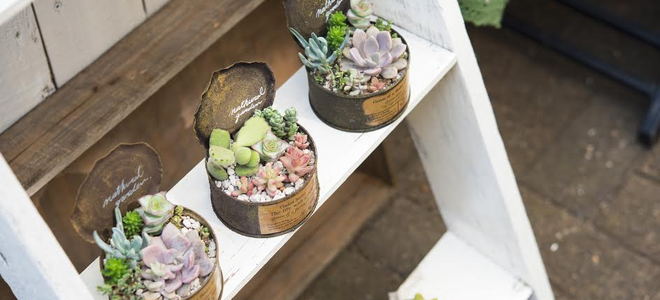 Succulents in containers arranged on a ladder. 