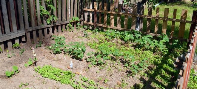 A vegetable garden that&rsquo;s fenced in.