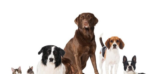 Collection of dogs and cats