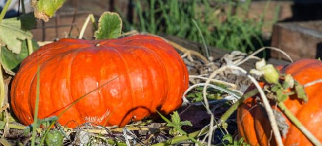 Your Ultimate Fall Pumpkin Guide | DoItYourself.com