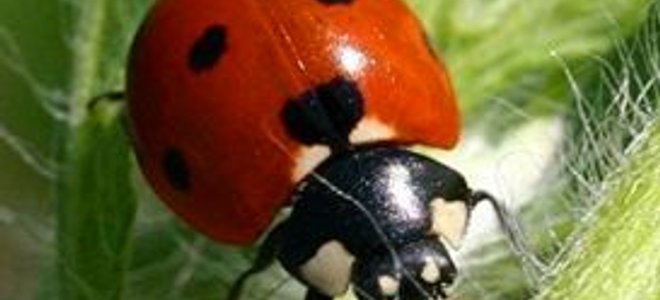ladybug