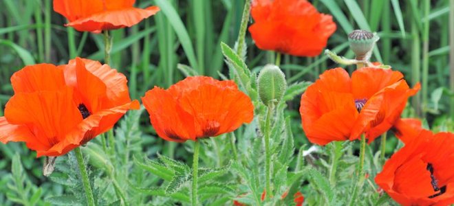 Poppies in a field.