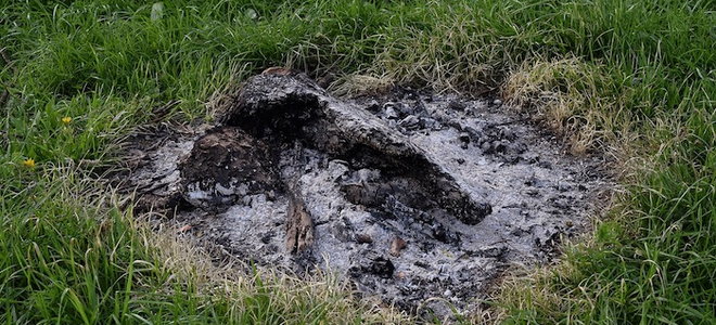 ashes from a fire in an area of lawn