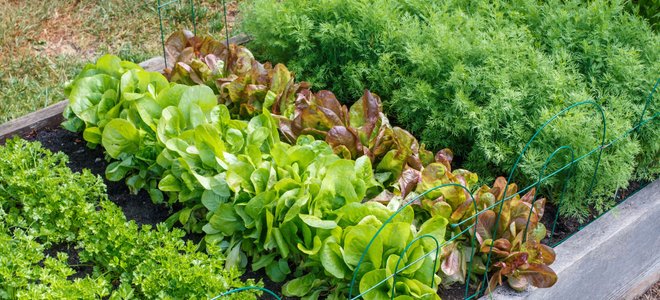 Plants in a garden bed.