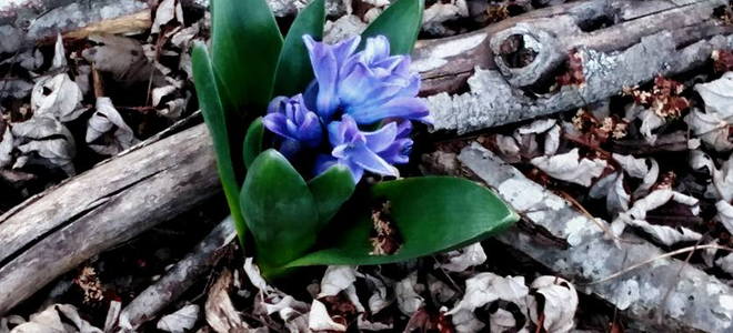 violet hyacinth coming out of the ground