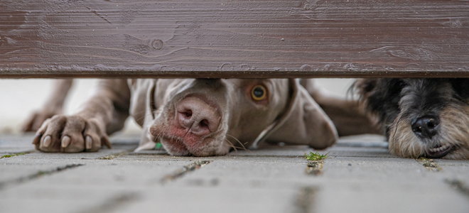 Gaps at the Bottom of a Fence | DoItYourself.com