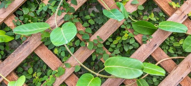 plant growing up a trellis