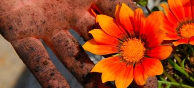 An orange gazania flower growing in a garden, held by a dirty hand.
