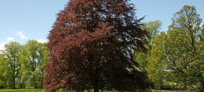 Identifying and Treating Beech Tree Diseases | DoItYourself.com