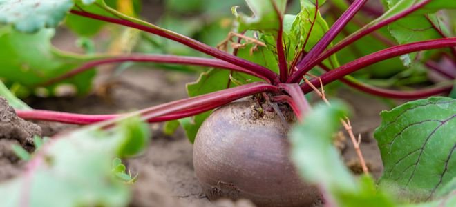 beet growing in a garden